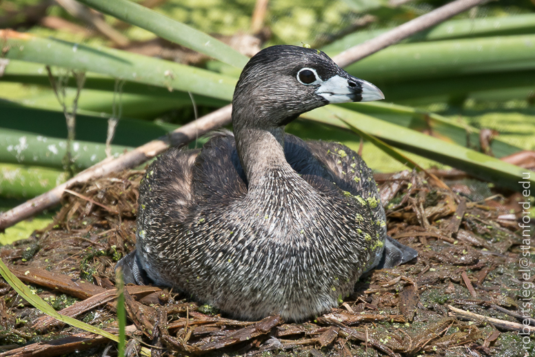 emily renzel wetlands